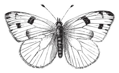 Erkek lahana kelebek kanatları beyaz forewings, vintage çizgi çizme veya oyma resimde siyah ipuçları ile olan.