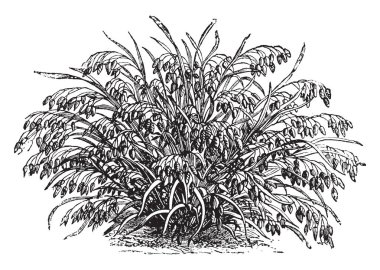 Püsküllü Brizaeformis görüntülerini bu. İki ayak yüksek Çimler uzuyor ve kütükler iki yılda, vintage çizgi çizme veya oyma illüstrasyon çiçekler.