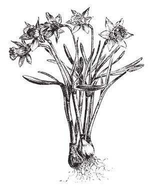 Nergis küçük Nanus, vintage çizgi çizme veya oyma illüstrasyon çeşitli Naricissus sözde bir tür adı.