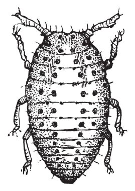 Bu resimde üzüm safra biti, vintage çizgi çizme veya oyma illüstrasyon temsil eder..