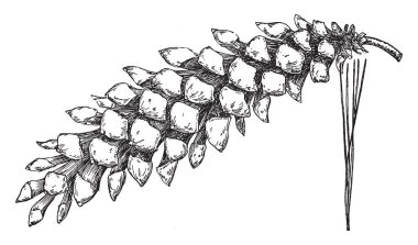 Beyaz çam ağacı dalıdır. Bu küçük kenar ile başlar. Kenar tarafından küçük yaprakları çevrilidir. Şube, vintage çizgi çizme veya oyma resimde küçük parçası vardır.