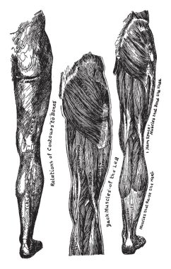 Kemikler özetleyen ve kasları, vintage çizgi çizme veya oyma resimde gösterilen bacakları arkadan görünüm.