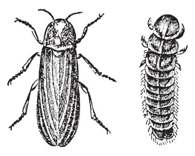Türler serricorn böcekleri, vintage çizgi çizme veya oyma illüstrasyon kızdırma solucanlar olduğunu.