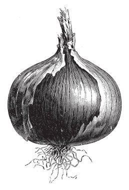 Bu bir soğan var. Sebze türüdür. Şekli yuvarlak yeraltı yetişir. Yaprakların üst tarafı büyüyor. Çok küçük ve ince kökleri, vintage hat çizim veya gravür illüstrasyon.