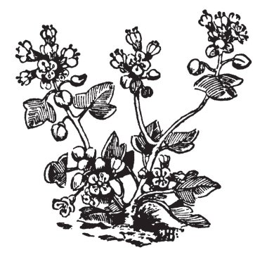 Cochlearia danica veya Danimarkalı scurvygrass çiçekli bitki turpgiller, vintage çizgi çizme veya oyma illüstrasyon ailesindeki cinsi Cochlearia olduğunu.