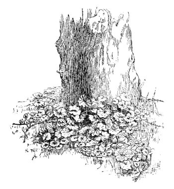 Ağaç kök, vintage çizgi çizme veya oyma illüstrasyon etrafında büyümüş zemin Ivy görüntüsünü unutulmayan bir ot adlı.