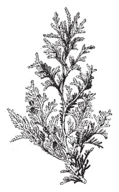 Konik şekilli bir bitki. Yaprakları yukarı, vintage çizgi çizme bakacak şekilde veya illüstrasyon oyma dallar.