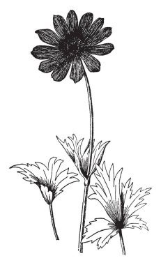 Bir resim bir şube ve Anemone Fulgens bitkisinin çiçek gösteriyor. Anemone fulgens çiçekler iki inç genişliğinde ve kırmızı ile siyah bir ercik yaşamak. Her çiçek, vintage çizgi çizme veya oyma illüstrasyon altında birkaç yaprak büyümek.