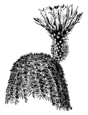 Bu Echinocereus Rigidissimus ve diğer adıyla gökkuşağı kaktüs görüntüsüdür. Bu çoğunlukla Arizona ve New Mexico, vintage çizgi çizme veya oyma illüstrasyon bulunur.