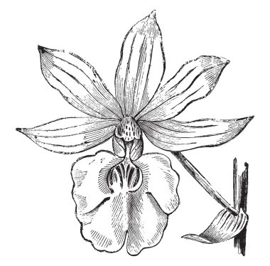 Bu Calanthe Veitchii bir çiçektir. Bir zengin, parlak gül beyaz boğaz, vintage çizgi çizme veya oyma illüstrasyon.