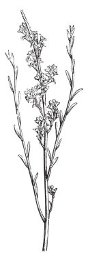 Osyris Alba, ortak ad Osyris, küçük bir çok yıllık bitki cins meyve kırmızı ve bezelye boyutlu olmasıdır. Yaprakları vardır isteğe bağlı ve bir inç uzun kök ile. 3-4 feet uzunluğunda, vintage çizgi çizme veya oyma illüstrasyon arasında sürüsü büyür.