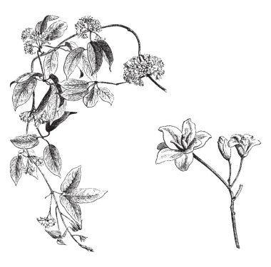 Bu resmi çiçekli dal ve müstakil dişi çiçekler Holboellia Latifolia gösteriyor. Sanki yirmi boyunda, vintage çizgi çizme veya oyma illüstrasyon üyesi Lardizabalaceae aile çok güzel kokulu çiçekler büyür.