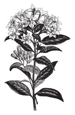 Bouvardia Alfred Neuner çalı çiçeklenme. Çiçek ve yaprakları çok yaprakları katmandaysa bunlar üçle şekilli ve karşıtların görücü usulü, vintage çizgi çizme veya oyma illüstrasyon.