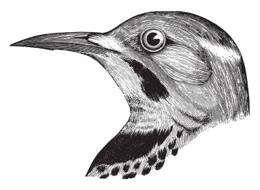 Titreme altın ile milleri ve altın iç çamaşırım, vintage çizgi çizme veya oyma illüstrasyon glossed.