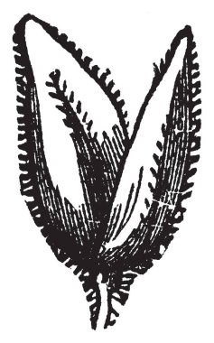 Yumuşak çim gösteren bu resim şekli gibi bir Bud, biraz küçük kalıyor ve kıllı, vintage çizgi çizme veya oyma illüstrasyon dışında bırakır.