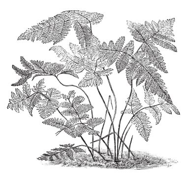 Polypodium Dryopteris gösteren bir resim. Bu da Oak Fern denir. Yaprakları ince şeklinde. Büyük Britanya, vintage çizgi çizme veya oyma illüstrasyon bulundu.