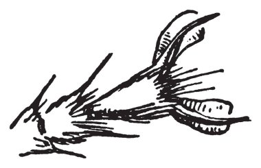 Böcek pençe unguis, vintage çizgi çizme veya oyma illüstrasyon.