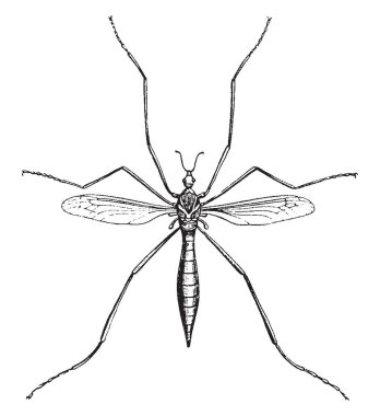 Sadece kanatları açık çifti mevcut, vintage çizgi çizme veya illüstrasyon oyma sinek vinç.
