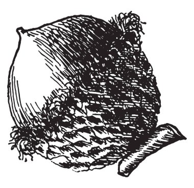 Bur meşe palamudu meyve, vintage çizim için gösterilen veya illüstrasyon oyma bir resim.