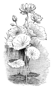 Doğu Hint Lotus, olarak da bilinen Nelumbo Nucifera bir resim gösteriyor. Nilüfergiller ailesine ait. Anavatanı Asya'dır. Çiçekler güzel kokulu, büyük, gösterişli ve genellikle pembe, vintage çizgi çizme veya oyma illüstrasyon.