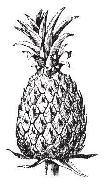 Lezzetli bir tropikal meyve meyve ananas gösteren bir resim. Benzeyen bir çam kozalağı, vintage çizgi çizme veya illüstrasyon oyma bir tatlı, sarı meyve.