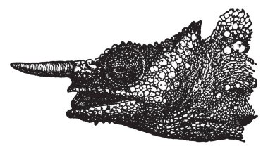 Bukalemun kafa sürüngenler kertenkelenin veya kertenkele sipariş, vintage çizgi çizme veya oyma illüstrasyon gibi ait bir cinsidir.