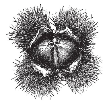 Büyük kestane bur, vintage çizgi çizme veya oyma illüstrasyon kroki.