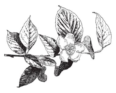 Stewartia Pentagyna oval şekilli çalı var. Kaç clustered güçlü dalları artan ile hatlı çoğu. Büyük, gösterişli, yalnız, beyaz çiçek bükük ve Taraklı kenarları ve çok sayıda mor stamens, vintage çizgi çizme veya oyma illüstrasyon.
