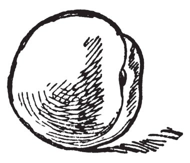 Şeftali Prunus Persica Kuzeybatı Çin'e doğal olarak da bilinir. Bu yenilebilir sulu meyve var. Bu kart bir şeftali, Vintage çizgi çizme veya oyma illüstrasyon gösterir.