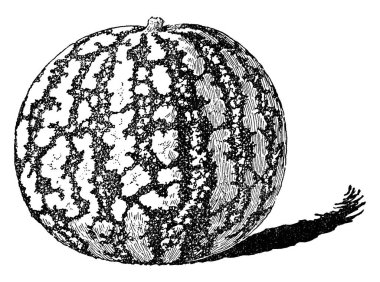 Konserve karpuz da yaygın ağaç kavunu, vintage çizim için bilinen gösterilen veya illüstrasyon oyma bir resim.