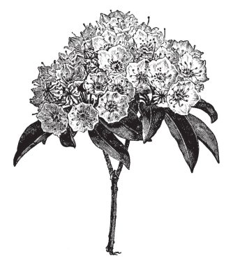 Kalmia Latifolia Şubesi çiçeklenme bir çizimi calico bush da adlandırılır. Çiçek rengi beyaz ve asitli topraklar, vintage çizgi çizme veya oyma illüstrasyon büyümek pembe.