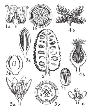 Bu resmi bir parçası çiçek gösteriyor. Bu resmi bir büyüme emir gösteriyor. Bu resmi gösteren bir yaprağı, stigma, tohum, anter, çiçek, vintage çizgi çizme veya oyma illüstrasyon iç bölümlerdir.