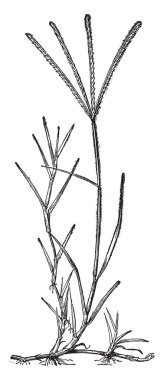 Bu çok yıllık bir ot olduğunu. Yaprak bıçak keskin ucu ile düzleştirilir. Olarak da bilinen Bermuda çim ve tel çimen, vintage çizgi çizme veya oyma illüstrasyon olduğunu.