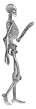 Bu illüstrasyon insan iskeleti, vintage çizgi çizme veya oyma illüstrasyon temsil eder..
