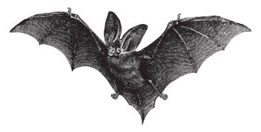 Bir memeli Vespertilionidae aile akşam yarasalar, vintage çizgi çizme veya oyma illüstrasyon kahverengi uzun kulaklı yarasa olduğu.