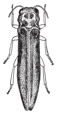 Armut matkap hangi larva küçük clearwing güve, vintage çizgi çizme veya oyma illüstrasyon.