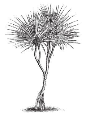 Pandanus utulis gösteren bir resim. Pandanaceae aile bu. Yaprakları çok uzun ve yoğun. Kalın ve yuvarlak, çizim veya şekil oyma vintage satır kök olduğunu.