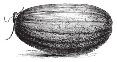 Coulomimer kavun denilen bu çerçevede bir meyvedir. Meyve, vintage çizgi çizme veya oyma illüstrasyon kavun gibi görünüyor.