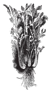 Bu Boston Ideal kereviz görüntüsüdür. Bir çok dallı Bankası, vintage çizgi çizme veya oyma resimde bulunan.