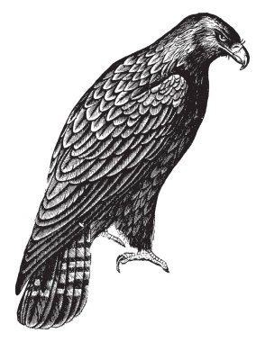 İmparatorluk kartal büyük kas gücü, vintage çizgi çizme veya oyma illüstrasyon ile donatılmış.