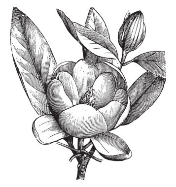 Manolya Glauca çok aromatik beyaz çiçek var. 9-12 yaprakları çiçek başına ve vintage çizgi çizme veya oyma illüstrasyon çevresinde büyük yaprakları vardır.