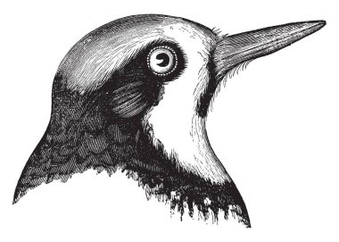 Kaliforniya ağaçkakan sürekli bir çizgi önünde gözleri, vintage çizgi çizme veya oyma illüstrasyon.