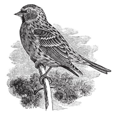 Common Redpoll is a species of bird in the finch family, vintage line drawing or engraving illustration. clipart