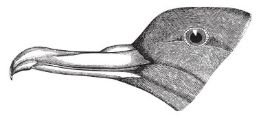 Sooty Shearwater seabird aile Procellariidae, vintage çizgi çizme veya oyma illüstrasyon bir orta büyük shearwater olduğunu.