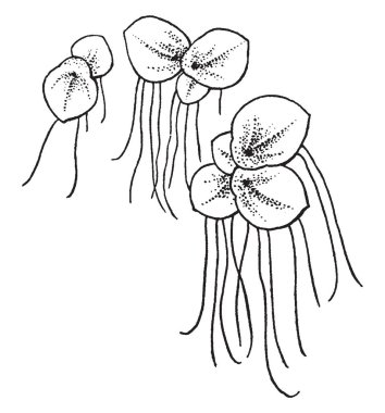 Bir resim Spirodela bitki gösterir. Bu bariz nerved yaprak ve kök ve bitki vücut fonksiyonları birleştirir. Suda yaşayan bitki ve Duckweed Aile, vintage çizgi çizme veya oyma illüstrasyon için ait.