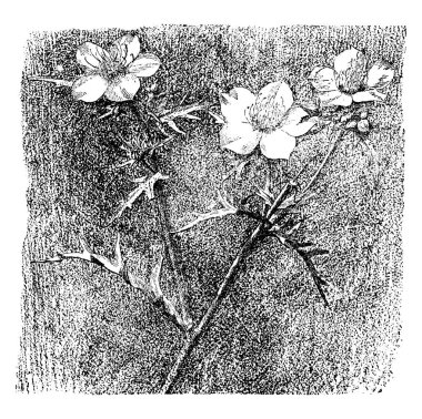 Bu görüntü California'ya yerli Mentzelia Lindleyi, adlı bir çiçektir. Parlak sarı çiçekleri vardır ve akşamları çok güzel kokulu, vintage satır çizim veya gravür illüstrasyon.