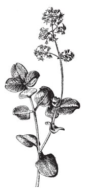 Yeşim bitkisi quadrifida yaygın olarak bilinen yeşim bitkisi multicava, bir etli bitki Crassulaceae aileden. Çiçekleri yaprakları kırmızı ve dikdörtgen, vintage çizgi çizme veya oyma illüstrasyon ile tinged beyaz.