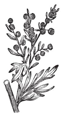 Pelin hemen hemen her yerde yoksul topraklarda bile genellikle az water.it yaprakları her iki tarafta ipeksi, iki kez veya üç kez iğnelenmiş, noktalı büyüyecek