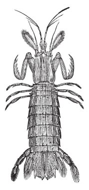 Mantis karides sipariş Stomatopoda, vintage çizgi çizme veya oyma illüstrasyon üyeleri olduğunu.