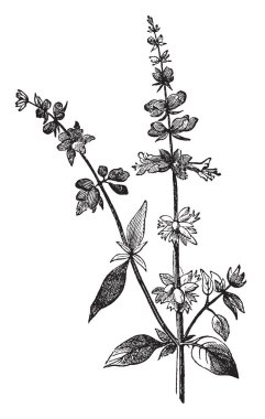 Çiçek blossom fesleğen kök üzerinde olur. Kümede büyüyen çiçek ve yaprakları kök, vintage çizgi çizme veya oyma illüstrasyon büyüyen karşıtların vardır.